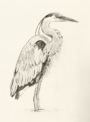 Blue Heron by Bailey Gaver (2026)