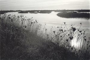 Yolo Bypass by Don Yee (2021)