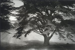 Marin Headlands Tree by Don Yee (2021)