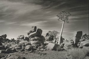 Quiver Tree Namibia by Don Yee