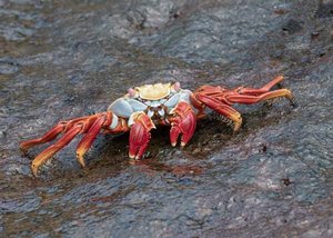 sally lightfoot crab by harold epstein