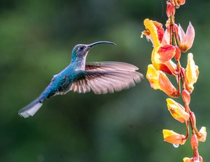 Hummer by harold epstein