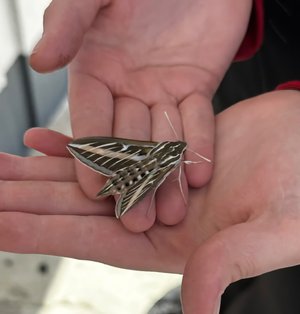 Unknown Moth by Wendell Shinn