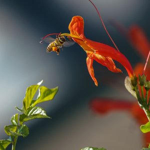 Bee 1 by Wendell Shinn (2023)