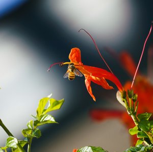 Bee 2 by Wendell Shinn (2023)