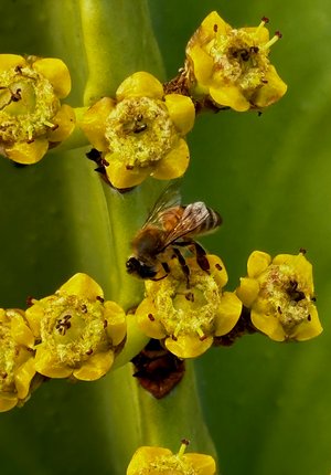 Bee4 by Wendell Shinn (2024)