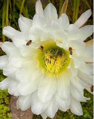 Bee 5 by Wendell Shinn (2024)