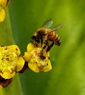 Bee 6 by Wendell Shinn (2024)