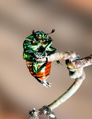 Beetle by Wendell Shinn (2022)