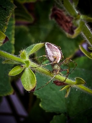 Mite Spider by Wendell Shinn (2025)