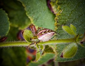 Mite Spider by Wendell Shinn