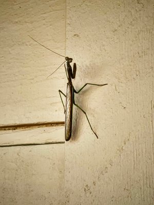 A Praying Mantis by Wendell Shinn (2022)