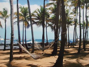 Colon_Among the palm trees_12x16_$250 by Rosa Colon