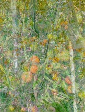 Tomato Hybrid by hertog aimee (2026)
