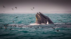 Bovey Feeding Time by Susan Bovey