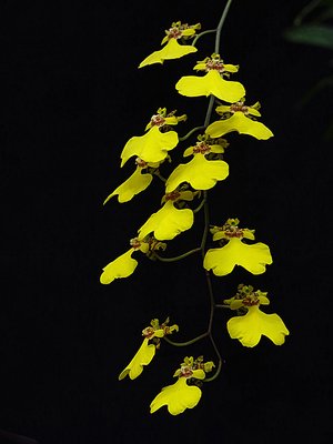 Yellow Orchids by Barbara F Zucker (2024)