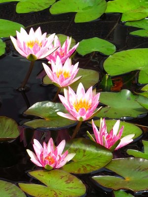 Water Lilies by Barbara F Zucker (2025)