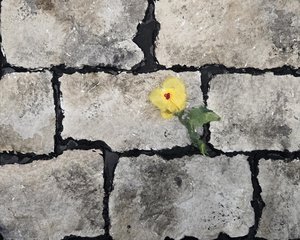 Nature pushing through by Lisa Brown (2026)