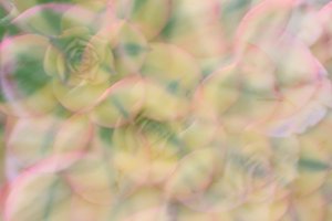 Joan Wheeler — portfolio