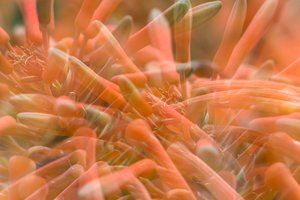 Dance of the Petals by Joan Wheeler