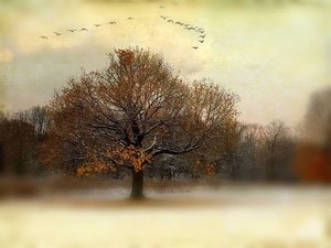 FADING FALL  by Claudia Frost (2018)