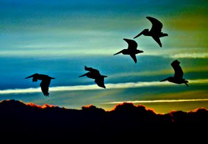 Five Birds by Thomas Camp (2014)