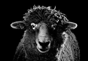 Ewe Portrait by Thomas Camp (2013)