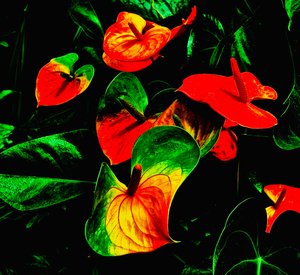 Longwood Gardens by Thomas Camp (2013)