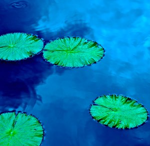 Longwood Gardens 2 by Thomas Camp (2013)