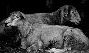 After The Shearing 2 by Thomas Camp (c.2013)