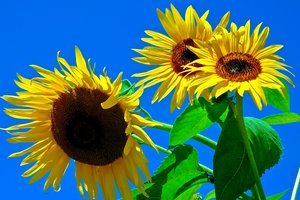 Sunflowers by Thomas Camp (2009)