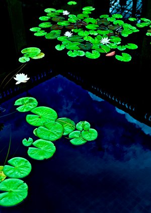 Longwood Gardens 3 by Thomas Camp (2014)