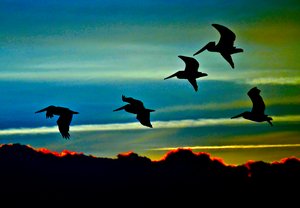 Five Birds In Flight by Thomas Camp