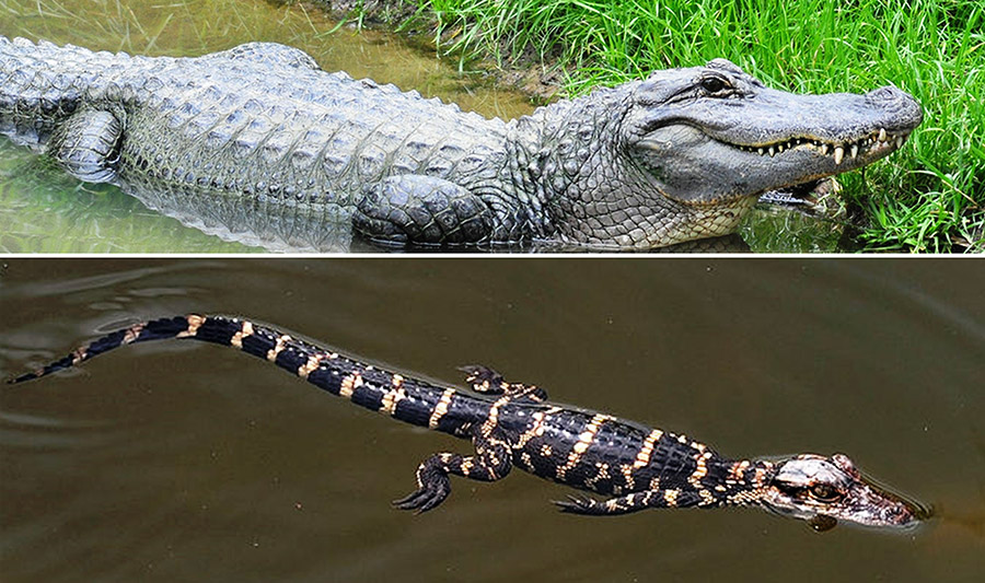 American Alligator Encyclopedia of Arkansas