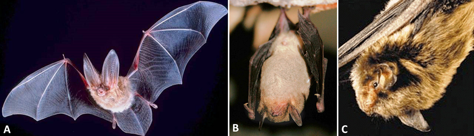 Bats Encyclopedia of Arkansas