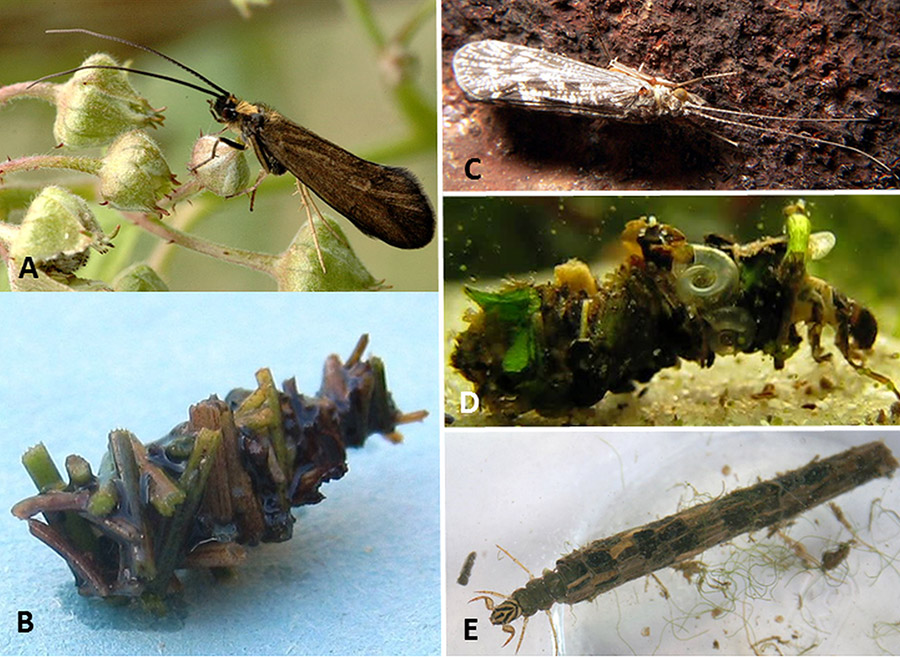 Caddisflies Encyclopedia of Arkansas