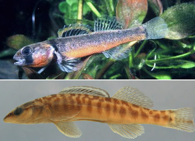 Endemic Darters - Encyclopedia of Arkansas