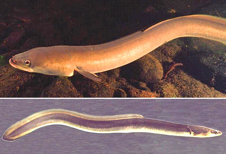 Freshwater Eels Encyclopedia of Arkansas