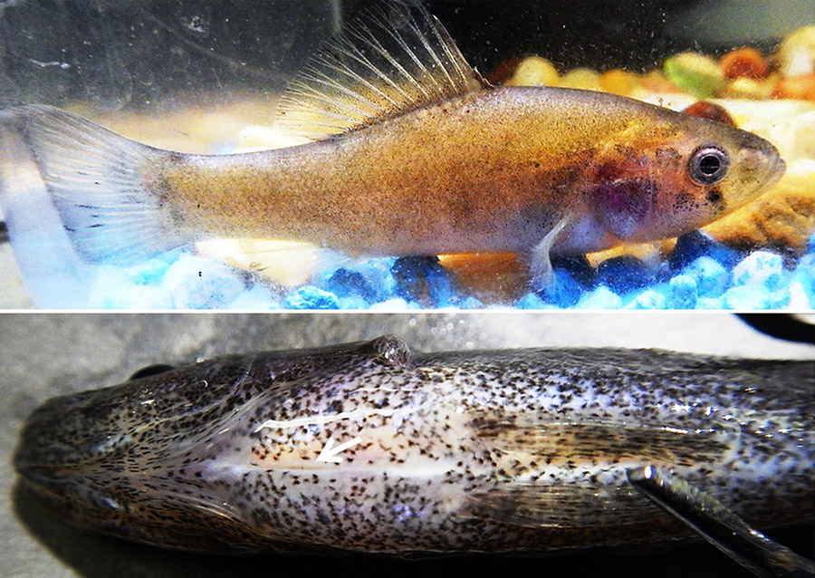 Pirate Perch Encyclopedia of Arkansas