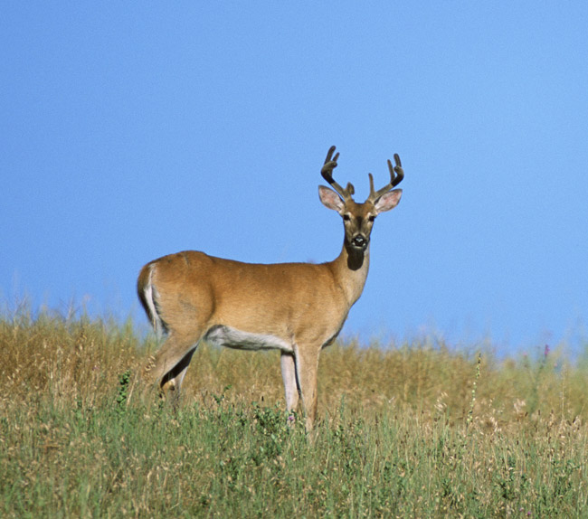 Official State Mammal Whitetailed Deer Encyclopedia of Arkansas