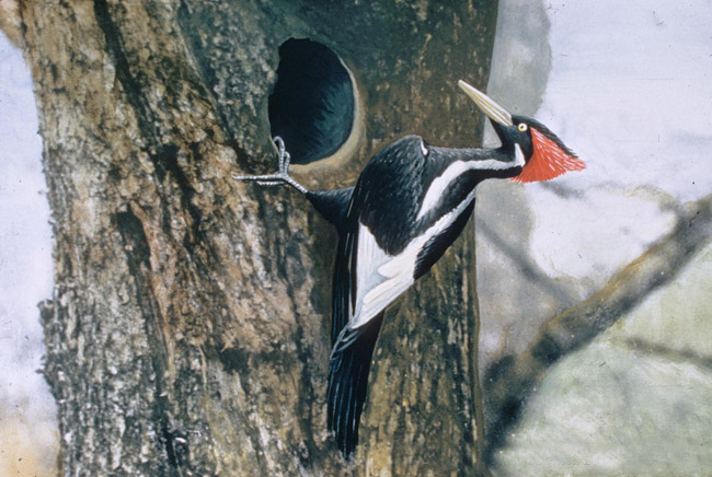 Ivory-billed Woodpecker - Encyclopedia of Arkansas