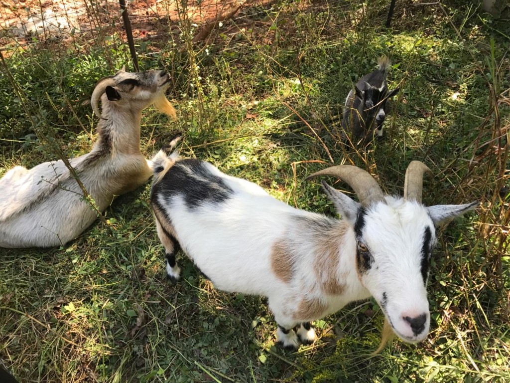goats