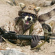 fightraccoon
