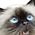 [avatar]