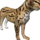Ocelogic