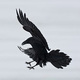 Snowraven