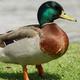 hungryducks