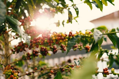 Coffee’s Impact on Ethiopian Socio –Economy