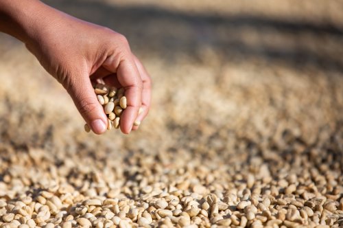 Drop in Ethiopia’s global premium coffee market share needs attention: IGC report