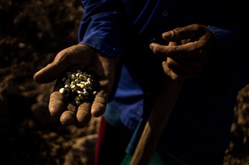 $1.2 billion in coffee exports in eight months